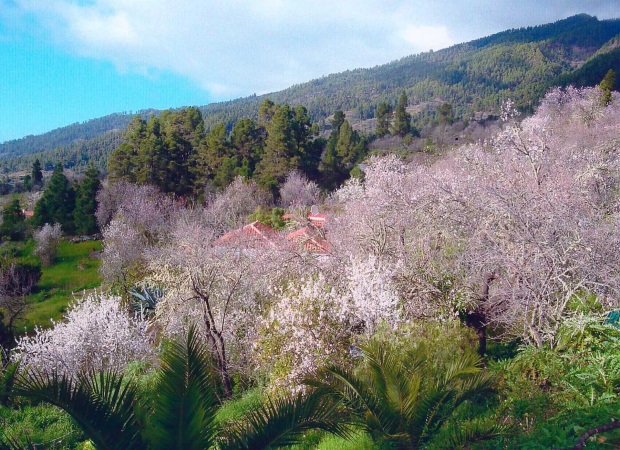 Finca zur Mandelblte