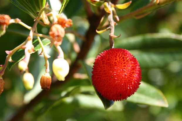 Arbutus Unedo