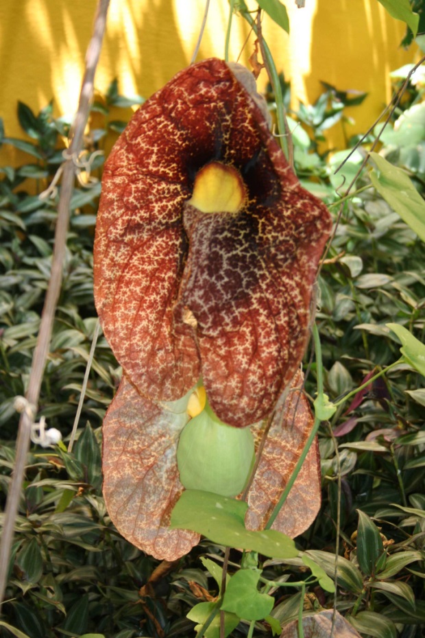 Aristolochia Gigantea