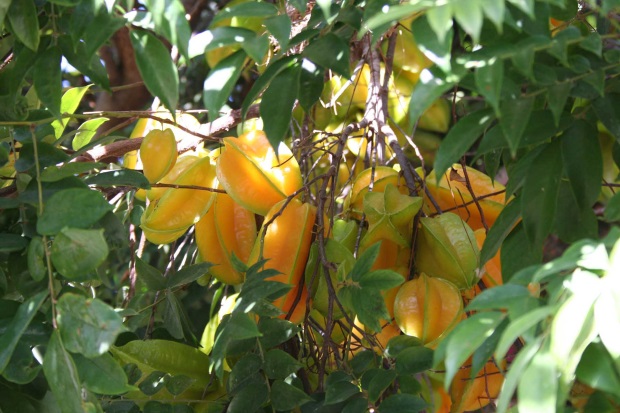 Averrhoa Carambola