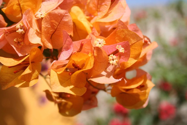 Bougainvillea Spectabilis orange