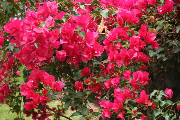 Bougainvillea Spectabilis rot