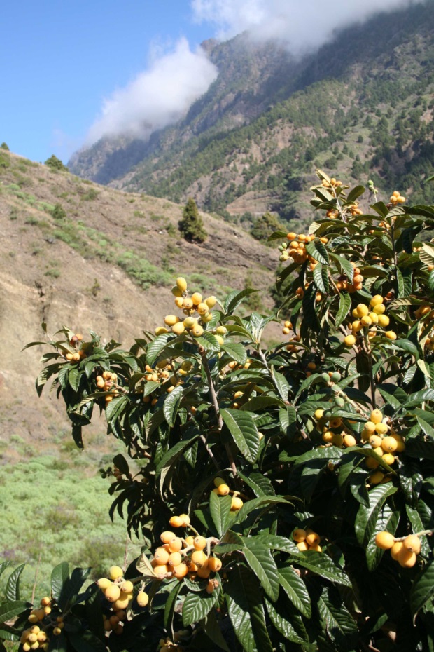 Eriobotrya Japonica (Nspero)