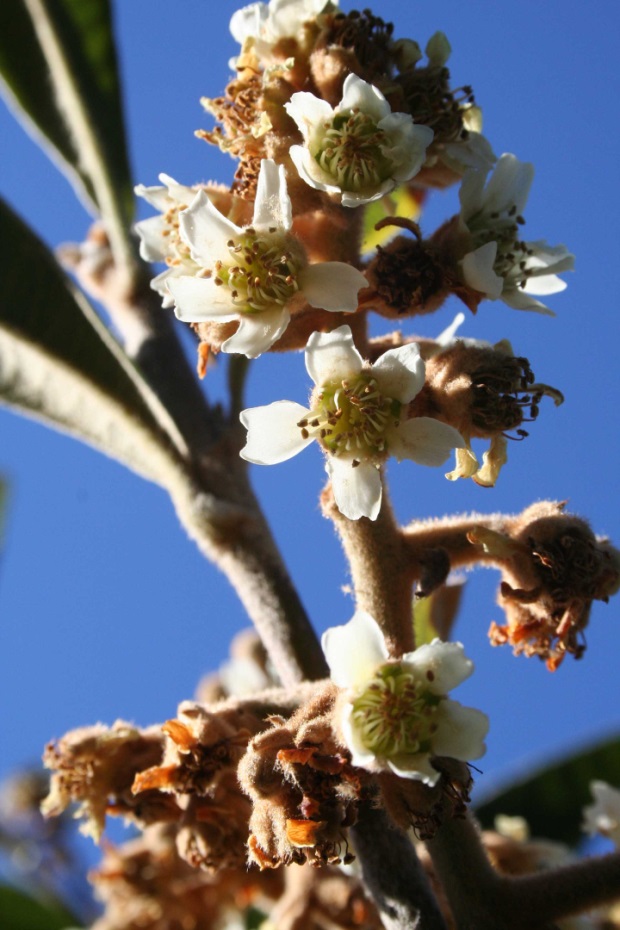 Eriobotrya Japonica (Nspero)