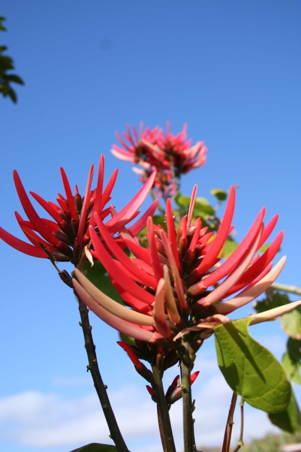 Erythrinia Rubrinervia