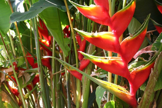 Heliconia Wagneriana