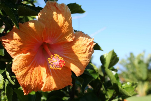 Hibiscum Rosa Sinensis