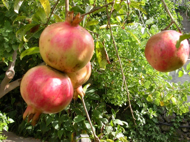 Punica Granatu (Granatapfel)