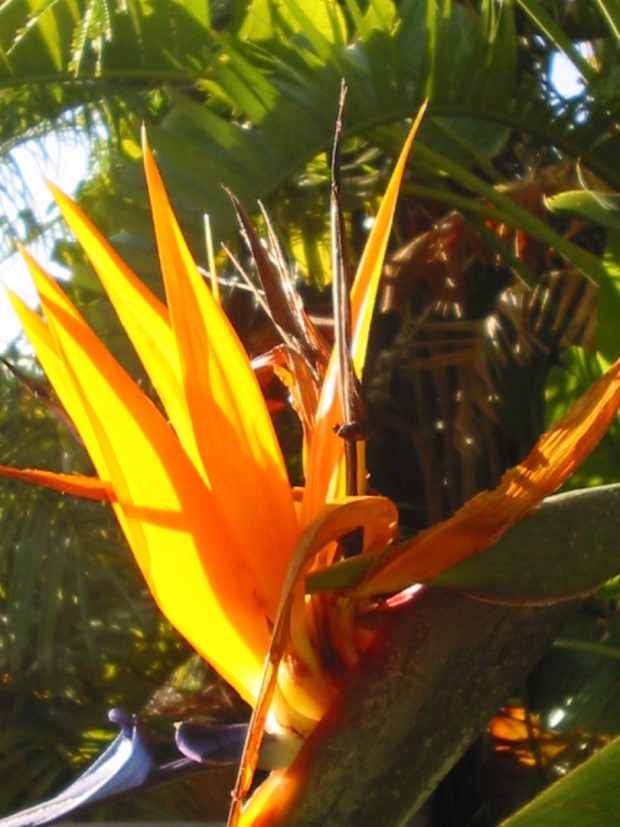 Strelizia Reginae (Strelizie)