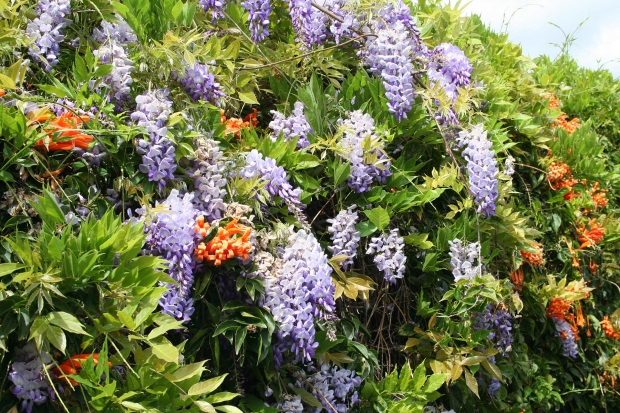 Wisteria Sinensis