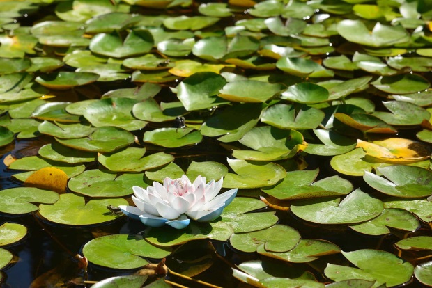 Gartenteich