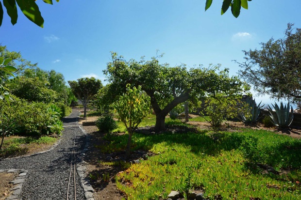 Nutzgarten mit Avocados 