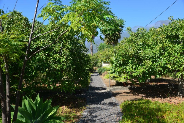 Nutzgarten mit Fruchtbumen