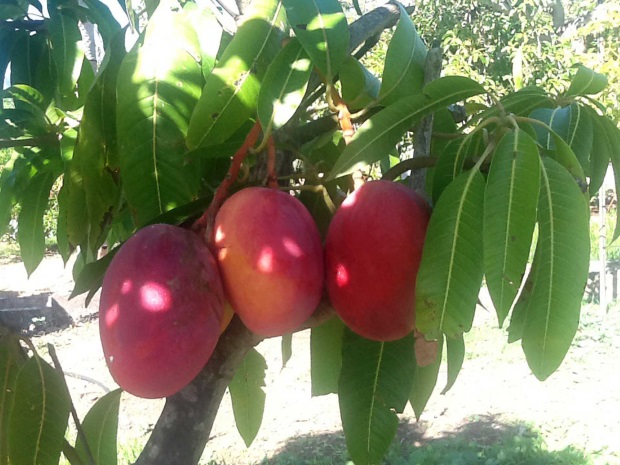 Sehr fruchtbarer Garten