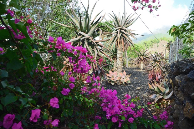 Schn eingewachsener Garten