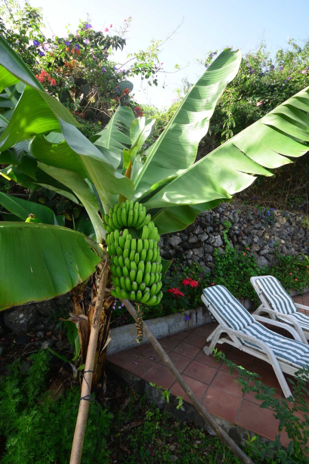 Das milde Klima lsst auch Bananen reifen