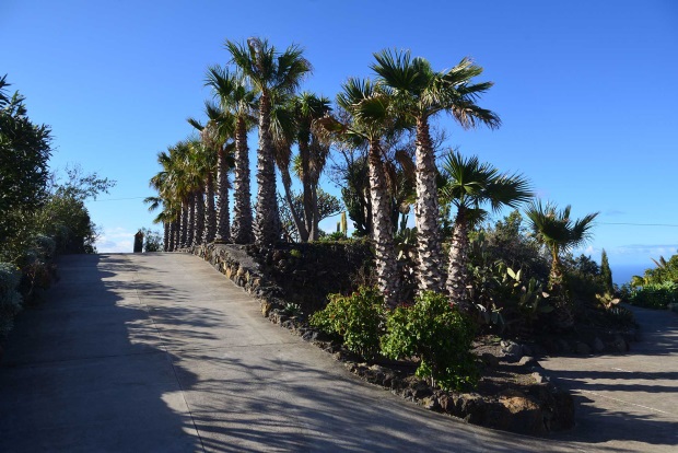 Palmenallee