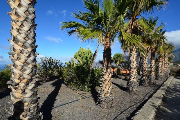 Palmenalle mit mglichem Bauplatz