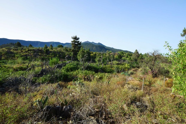 Naturbelassener Grundstcksteil