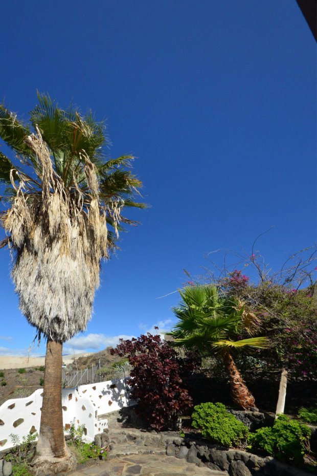 Alter Sukkulenten-, Baum- und Palmenbestand