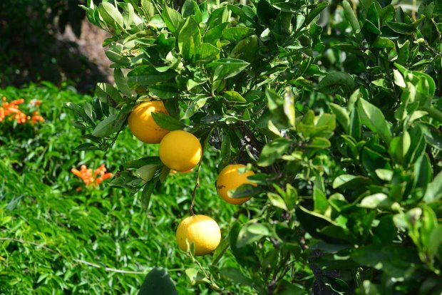 Frischer Orangensaft garantiert!