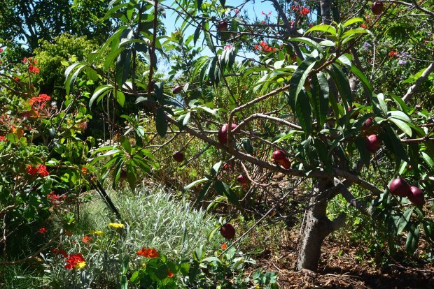 Obstbume