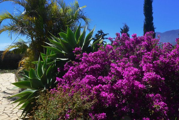 Bougainville