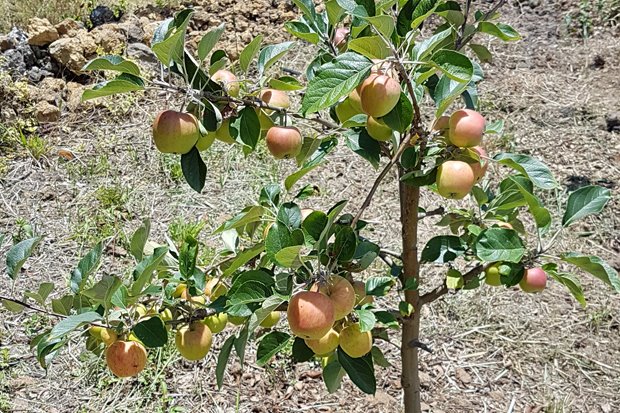 Früh übt sich … reichhaltige Apfelernte