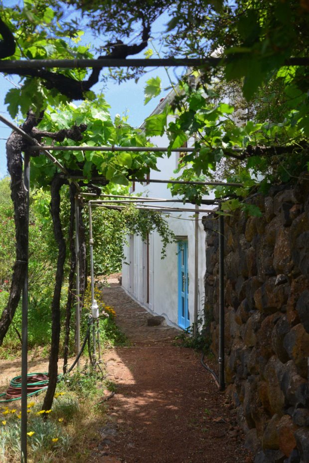 Laubengang mit Wein berankt