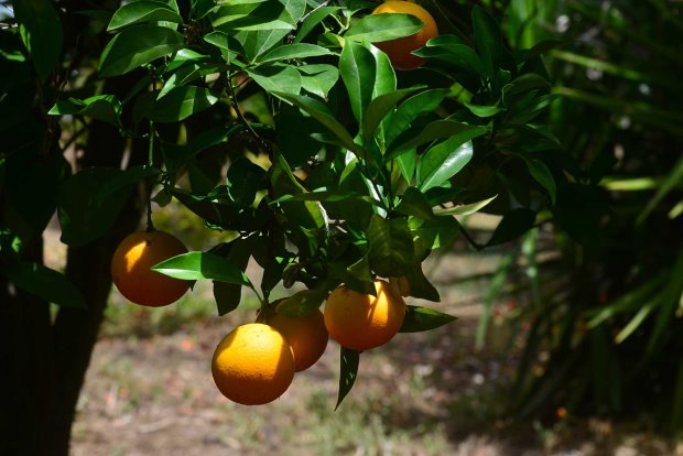 Fast ganzjhrig frische Orangen