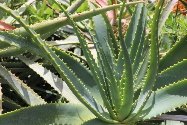 Aloe