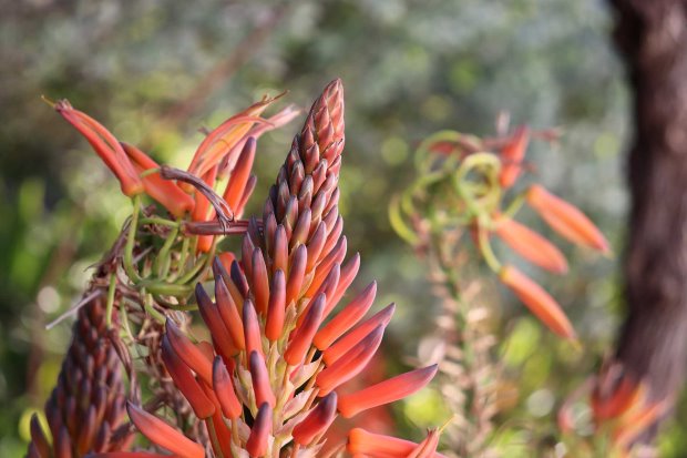 Aloe in Blte