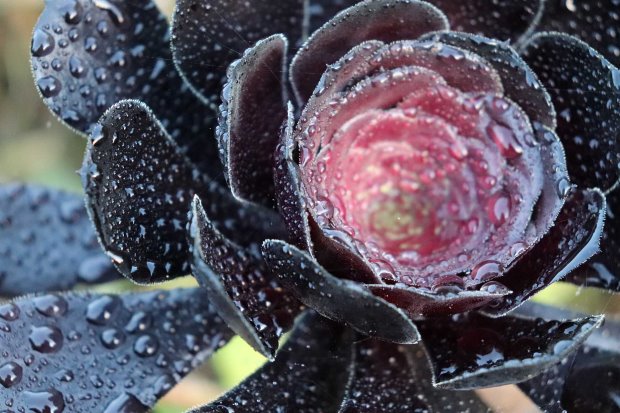 Aeonium