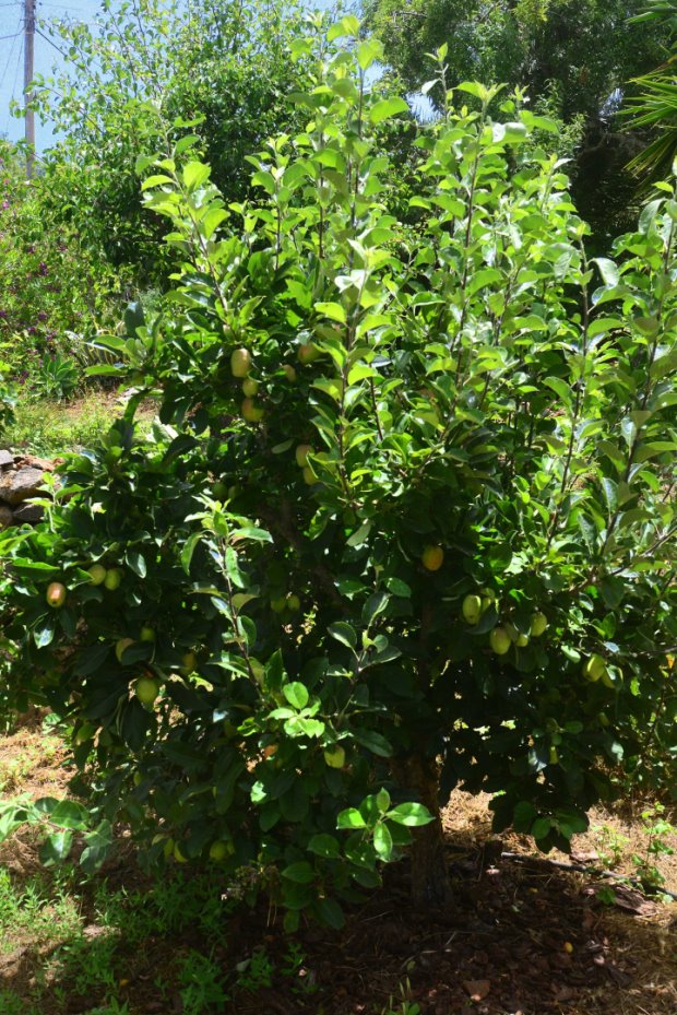 Apfelbaum, fast ganzjhrig frische pfel