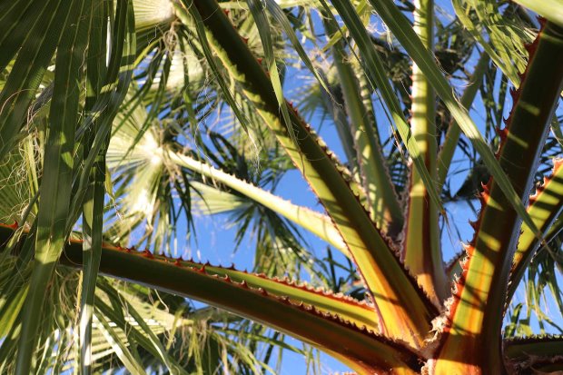 Washingtonia- oder Fcherpalme