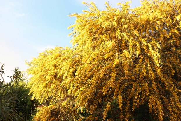 Alter Mimosenbaum