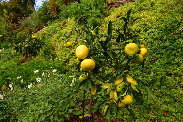 Wie wre es mit Zitrusfrchten aus dem eigenen Garten?