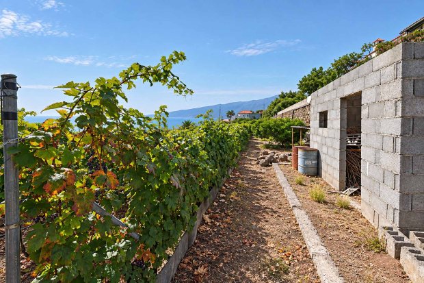 Untere Nutzgartenterrasse, Weinanbau