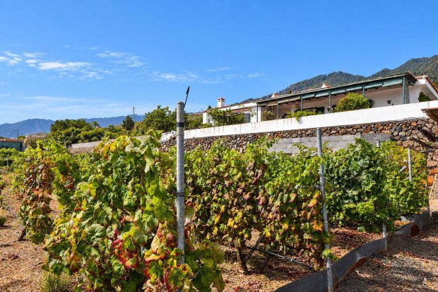 Untere Nutzgartenterrasse, Weinanbau