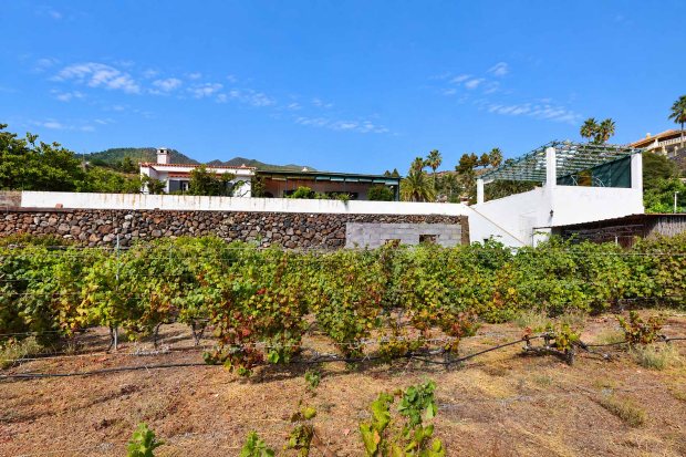 Untere Nutzgartenterrasse, Weinanbau