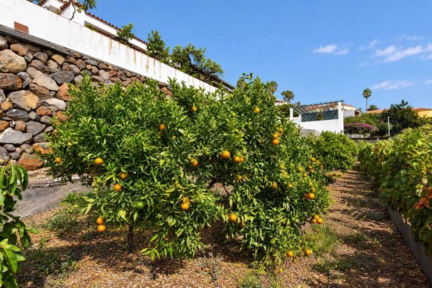 Mandarinenanbau