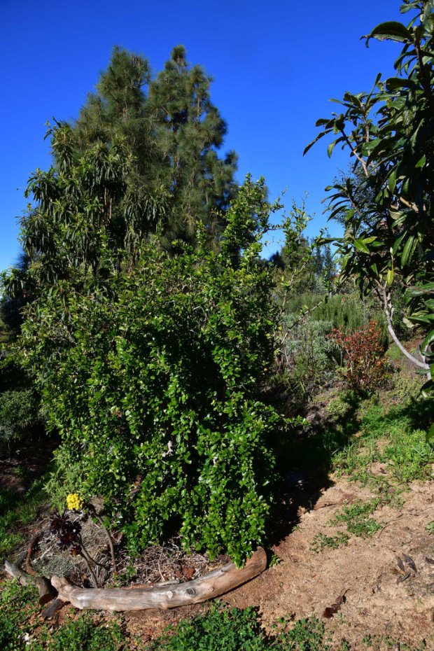 Sch�n eingewachsener Garten