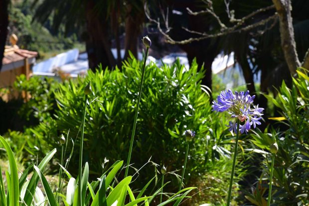 Sehr sch�n angelegter Garten