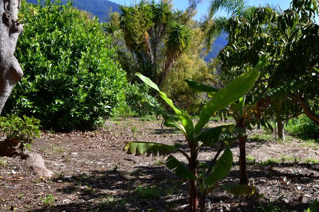Gut eingwachsener Garten