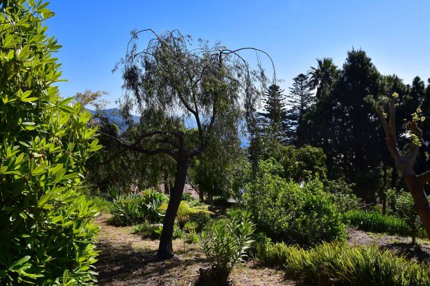 Gut eingwachsener Garten