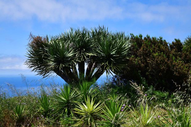 Drachenb�ume, Yuccas, Baumheide und Atlantik