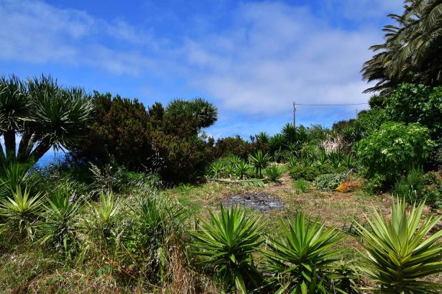 Drachenb�ume, Yuccas, Baumheide und Atlantik