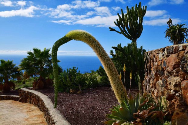 Pflegeleichte Bepflanzung