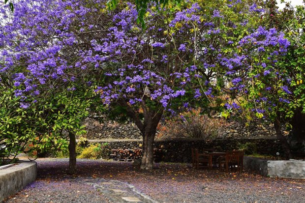 Vorplatz mit sehr schnem Baumbestand, Jacaranda