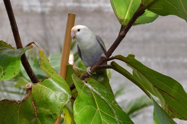 Vogelvoliere